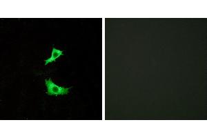 Peptide - +Immunofluorescence analysis of LOVO cells, using FFAR3 antibody. (FFAR3 抗体)