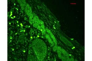 Immunohistochemistry analysis using Rabbit Anti-Rab4 Polyclonal Antibody (ABIN361840 and ABIN361841).