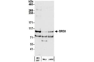 Western Blotting (WB) image for anti-Bromodomain Containing 3 (BRD3) (AA 676-726) antibody (ABIN7453851)