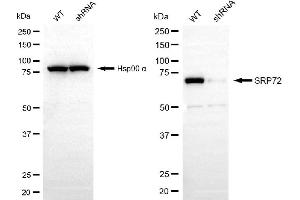 Western blotting analysis using SRP72 antibody (ABIN7800332). (Recombinant SRP72 抗体)
