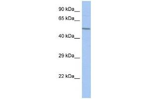FBXO39 antibody used at 1 ug/ml to detect target protein. (FBXO39 抗体  (Middle Region))