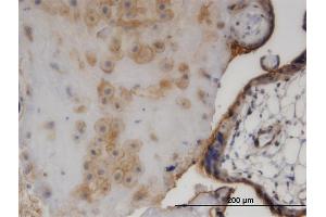Immunoperoxidase of monoclonal antibody to EZR on formalin-fixed paraffin-embedded human placenta. (Ezrin 抗体  (AA 1-586))