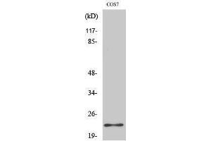 Western Blotting (WB) image for anti-BCL2-Associated Agonist of Cell Death (BAD) (Ser164) antibody (ABIN3173978) (BAD 抗体  (Ser164))