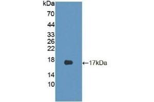 Detection of Recombinant CDKN2B, Mouse using Polyclonal Antibody to Cyclin Dependent Kinase Inhibitor 2B (CDKN2B) (CDKN2B 抗体  (AA 1-130))