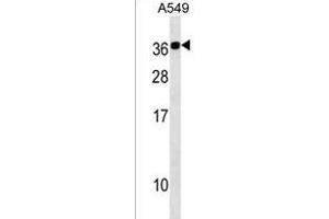 CABP2 Antibody (N-term) (ABIN1538899 and ABIN2838181) western blot analysis in A549 cell line lysates (35 μg/lane). (CABP2 抗体  (N-Term))