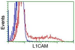 HEK293T cells transfected with either RC211601 overexpress plasmid (Red) or empty vector control plasmid (Blue) were immunostained by anti-L1CAM antibody (ABIN2453220), and then analyzed by flow cytometry. (L1CAM 抗体)