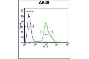 Flow cytometric analysis of A549 cells using FOXN1 Antibody (Center) Cat. (FOXN1 抗体  (Middle Region))