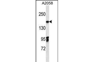 EIF3A Antibody (C-term) (ABIN656879 and ABIN2846079) western blot analysis in  cell line lysates (35 μg/lane). (EIF3A 抗体  (C-Term))