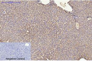 Immunohistochemical analysis of paraffin-embedded mouse liver tissue. (KRT8 抗体)