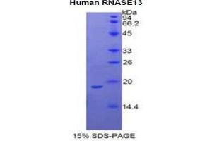 SDS-PAGE (SDS) image for Ribonuclease, RNase A Family, 13 (Non-Active) (RNASE13) (AA 20-156) protein (His tag) (ABIN1878480) (RNASE13 Protein (AA 20-156) (His tag))
