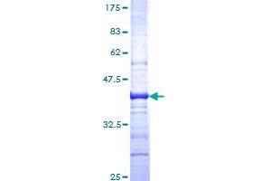 Image no. 1 for Glypican 1 (GPC1) (AA 24-131) protein (GST tag) (ABIN1355524)