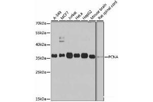 Western blot analysis of extracts of various cell lines using PCNA Polyclonal Antibody at dilution of 1:1000. (PCNA 抗体)