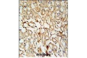 KCNV1 Antibody (N-term) (ABIN651972 and ABIN2840478) immunohistochemistry analysis in formalin fixed and paraffin embedded mouse kidney tissue followed by peroxidase conjugation of the secondary antibody and DAB staining. (KCNV1 抗体  (N-Term))
