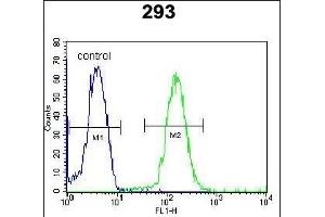 DACT1 Antibody (N-term) (ABIN652102 and ABIN2840549) flow cytometric analysis of 293 cells (right histogram) compared to a negative control cell (left histogram). (DACT1 抗体  (N-Term))