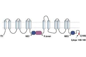 Representative domain view of the target of ABIN7884909.