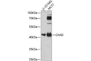 Western blot analysis of extracts of various cell lines, using CHAD antibody (ABIN7266348) at 1:1000 dilution. (CHAD 抗体  (AA 1-359))