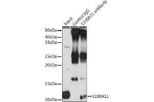 Immunoprecipitation analysis of 200 μg extracts of THP-1 cells using 3 μg S100 antibody (ABIN6129519, ABIN6147333, ABIN6147334 and ABIN7101773). (S100A11 抗体  (AA 1-105))