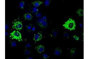 Anti-HIBCH mouse monoclonal antibody (ABIN2453124) immunofluorescent staining of COS7 cells transiently transfected by pCMV6-ENTRY HIBCH (RC209814). (HIBCH 抗体)