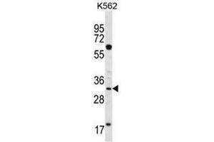 FCN3 Antibody (C-term) western blot analysis in K562 cell line lysates (35µg/lane). (FCN3 抗体  (C-Term))