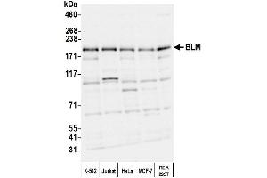anti-Bloom Syndrome RecQ Like Helicase (BLM) (C-Term) antibody