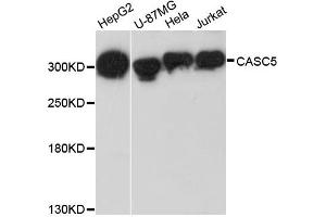 Western blot analysis of extracts of various cell lines, using CASC5 antibody. (CASC5 抗体)