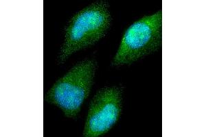Immunofluorescent analysis of 4 % paraformaldehyde-fixed, 0. (CBS 抗体  (AA 301-330))