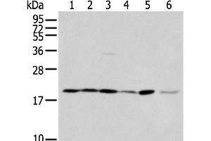 Western blot analysis of 293T cell Hepg2 cell and A431 cell using EEF1E1 Polyclonal Antibody at dilution of 1:400 (EEF1E1 抗体)