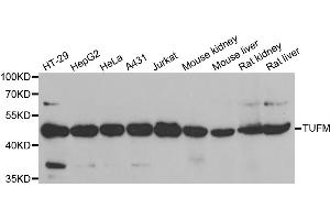 Western blot analysis of extracts of various cell lines, using TUFM antibody (ABIN5973823) at 1/1000 dilution. (TUFM 抗体)