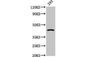 Western Blot Positive WB detected in: 293 whole cell lysate All lanes: HSD11B2 antibody at 2. (HSD11B2 抗体  (AA 212-343))