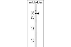 GJE1 Antibody (C-term) (ABIN1536796 and ABIN2850313) western blot analysis in mouse bladder tissue lysates (35 μg/lane). (GJE1 抗体  (C-Term))