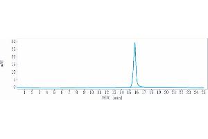 anti-Kidney Associated Antigen 1 (KAAG1) antibody