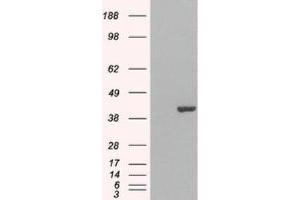 Western Blotting (WB) image for anti-GRB2-Related Adaptor Protein 2 (GRAP2) (C-Term) antibody (ABIN2465791) (GRAP2 抗体  (C-Term))
