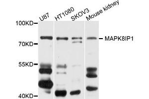 Western blot analysis of extract of various cells, using MAPK8IP1 antibody.