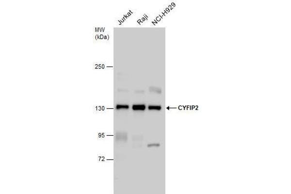 CYFIP2 抗体