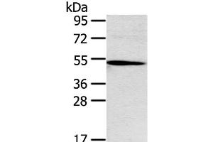 Western Blot analysis of Hepg2 cell using Ox40 Polyclonal Antibody at dilution of 1:250 (TNFRSF4 抗体)