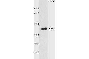 Lane 1: mouse kidney lysates probed with Anti PTGER1 Polyclonal Antibody, Unconjugated (ABIN872820) at 1:200 in 4 °C. (PTGER1 抗体  (AA 61-160))