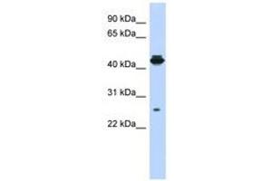 Image no. 1 for anti-PDLIM1 Interacting Kinase 1 Like (PDIK1L) (AA 107-156) antibody (ABIN6741226) (PDIK1L 抗体  (AA 107-156))