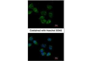 ICC/IF Image Immunofluorescence analysis of paraformaldehyde-fixed A431, using HSP70 1L, antibody at 1:500 dilution. (HSPA1L 抗体  (Center))