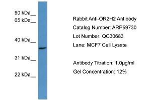 Western Blotting (WB) image for anti-Olfactory Receptor, Family 2, Subfamily H, Member 2 (OR2H2) (C-Term) antibody (ABIN2788181)