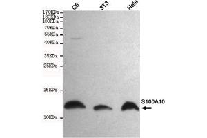 Western blot detection of S100A10 in C6,3T3 and Hela cell lysates using S100A10 mouse mAb (1:1000 diluted). (S100A10 抗体)