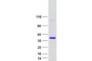 Western Blotting (WB) image for Glycerophosphodiester Phosphodiesterase Domain Containing 1 (GDPD1) protein (Myc-DYKDDDDK Tag) (ABIN2721785)