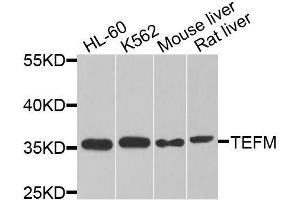 Western blot analysis of extracts of various cell lines, using TEFM antibody (ABIN5974873) at 1/1000 dilution. (TEFM 抗体)