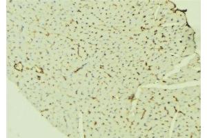 ABIN6276525 at 1/100 staining Mouse liver tissue by IHC-P. (TTR 抗体  (C-Term))
