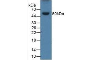 Detection of Recombinant APOB, Porcine using Polyclonal Antibody to Apolipoprotein B (APOB) (APOB 抗体  (AA 331-511))