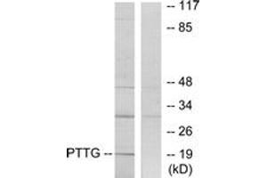 Western blot analysis of extracts from RAW264. (PTTG1 抗体  (AA 116-165))