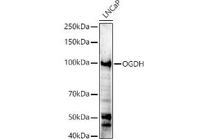 Western blot analysis of extracts of LNCaP cells, using OGDH antibody (ABIN6131414, ABIN6145003, ABIN6145005 and ABIN6222018) at 1:500 dilution. (alpha KGDHC 抗体  (AA 148-427))