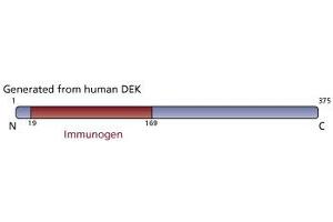 Image no. 3 for anti-DEK Oncogene (DEK) (AA 19-169) antibody (ABIN968269) (DEK 抗体  (AA 19-169))