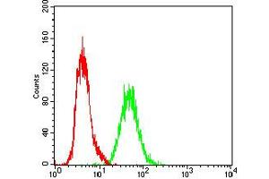Fig. (RAP1GAP 抗体  (AA 412-678))