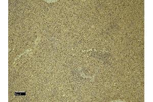 (ABIN334381) (8 μg/mL) staining of paraffin embedded Human Spleen.