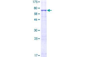 ERK1 Protein (AA 1-379) (GST tag)